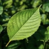 Green leaf